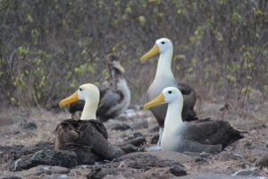 Waved Albatross