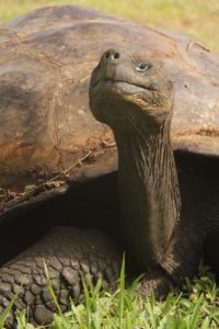 Giant Tortoise