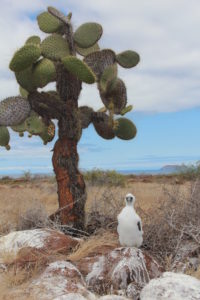 Blue Footed Boobie chick