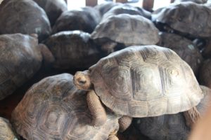 Island Tortoises