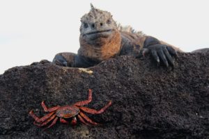 Crab and Iguana