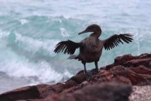 Flightless Cormorant