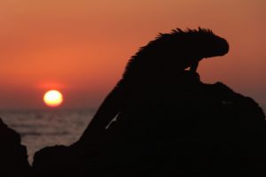 A Marine Iguana