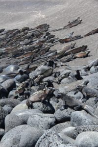 Marine Iguanas