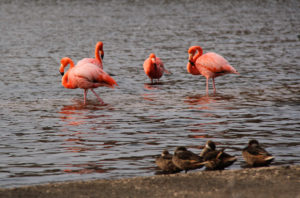 Caribbean Flamingos