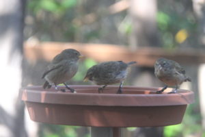 Young Finches