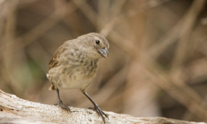 Mangrove Finch