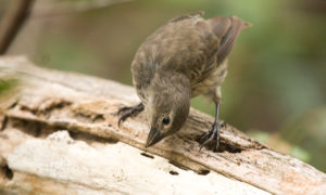 Mangrove Finch