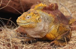 Land Iguana