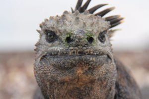 Marine Iguana