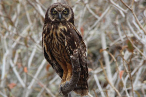 Shor-Eared Owl