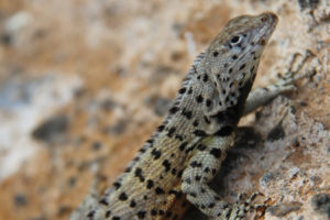 Lava Lizard