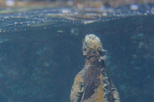 A Santiago Marine Iguana